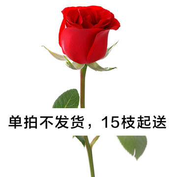 单枝红玫瑰（15枝起送）
