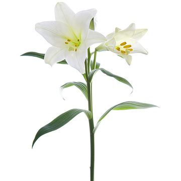 单枝白百合（6枝起送）